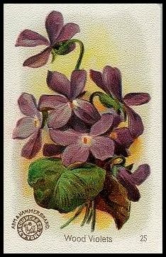 25 Wood Violets